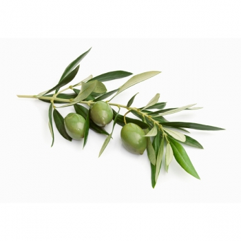 ramoscello con olive